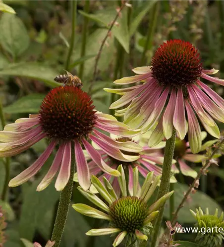 Garten-Scheinsonnenhut 'Green Envy'®
