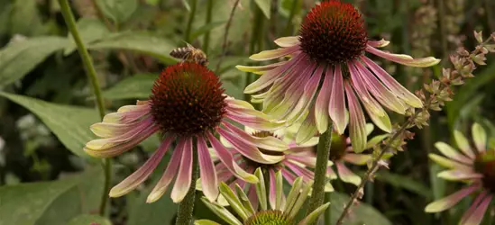 Garten-Scheinsonnenhut 'Green Envy'®