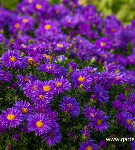 Garten-Kissen-Aster 'Augenweide'