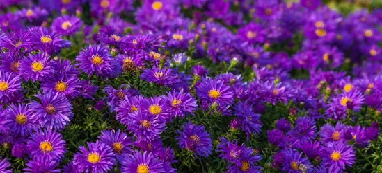 Garten-Kissen-Aster 'Augenweide'