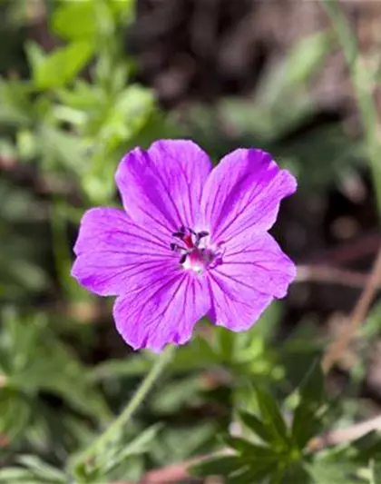 Garten-Blut-Storchschnabel 'Tiny Monster'