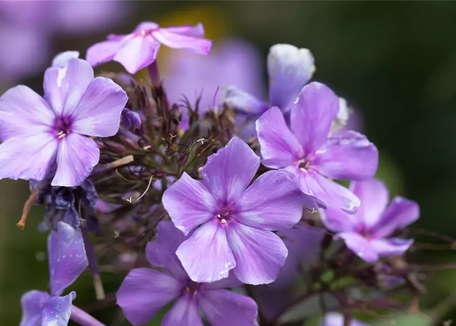 Hohe Garten-Flammenblume 'Blue Paradise'