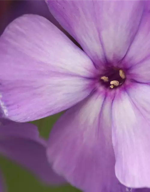 Hohe Garten-Flammenblume 'Blue Paradise'