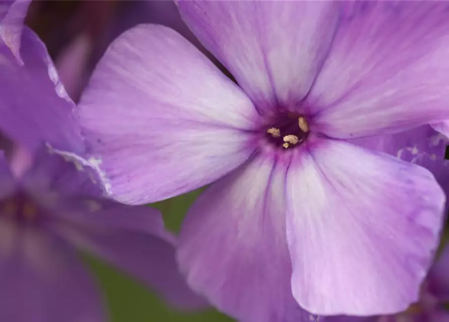 Hohe Garten-Flammenblume 'Blue Paradise'