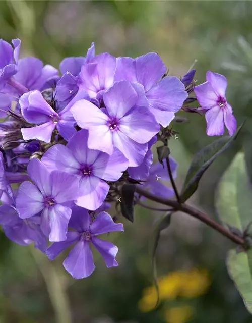 Hohe Garten-Flammenblume 'Blue Paradise'