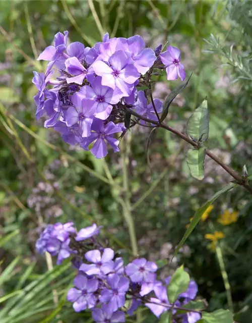 Hohe Garten-Flammenblume 'Blue Paradise'