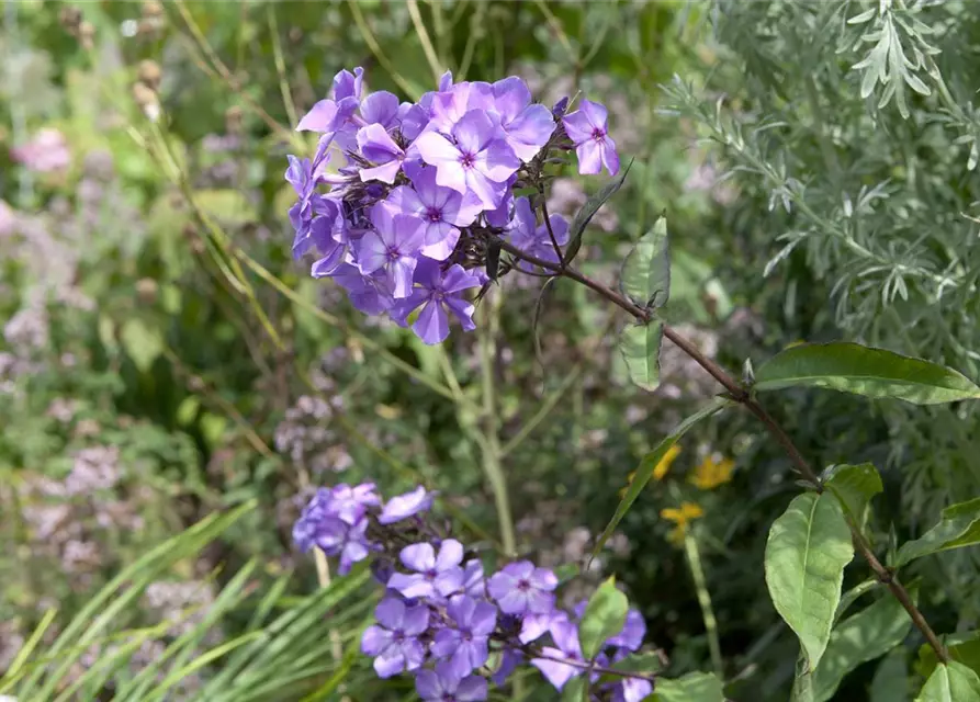 Hohe Garten-Flammenblume 'Blue Paradise'