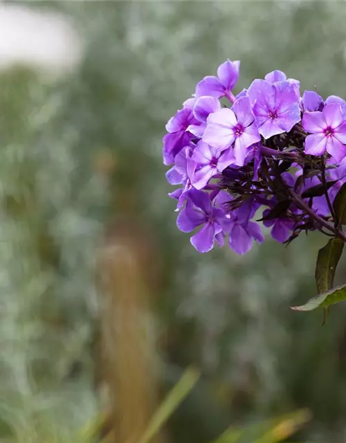 Hohe Garten-Flammenblume 'Blue Paradise'