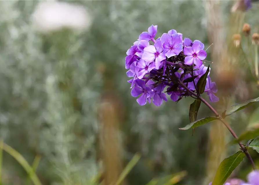 Hohe Garten-Flammenblume 'Blue Paradise'