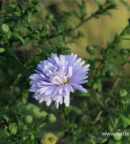 Glattblatt-Aster