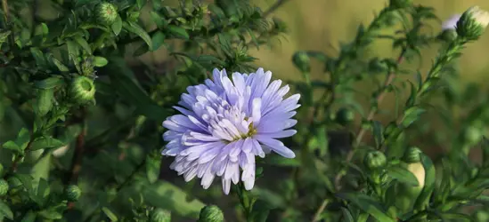 Glattblatt-Aster