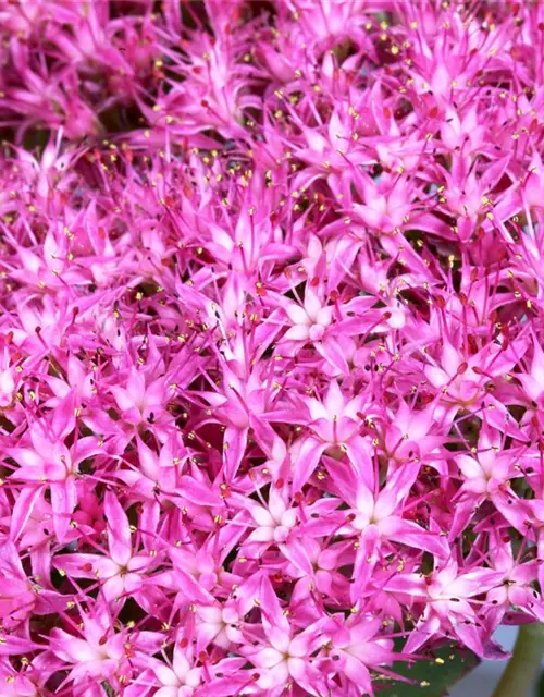 Großes Garten-Fettblatt 'Munstead Dark Red'