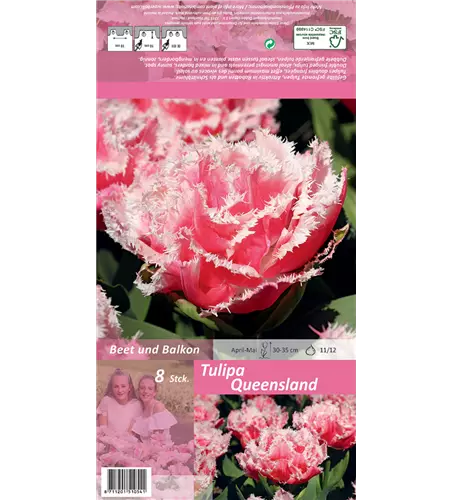 Gefranste Tulpe 'Queensland'