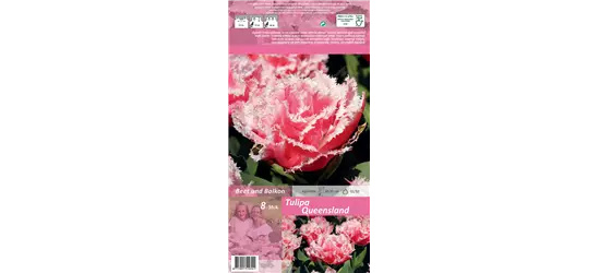 Gefranste Tulpe 'Queensland'
