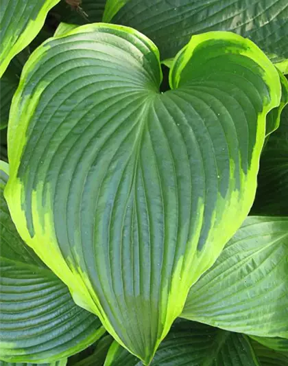 Funkie 'Flavocircinalis'