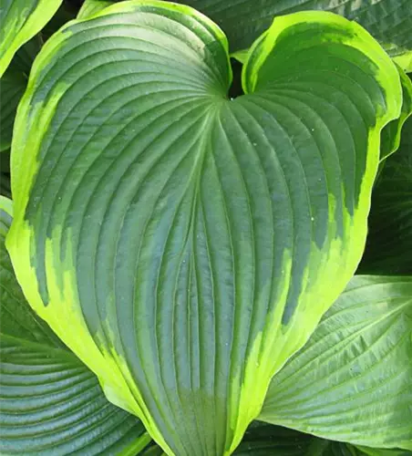 Funkie 'Flavocircinalis'