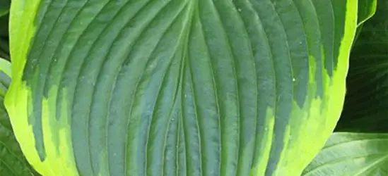 Funkie 'Flavocircinalis'