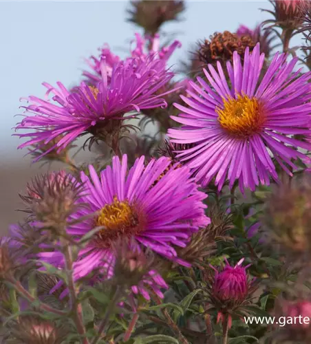 Garten-Raublatt-Aster 'Abendsonne'