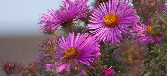 Garten-Raublatt-Aster 'Abendsonne'