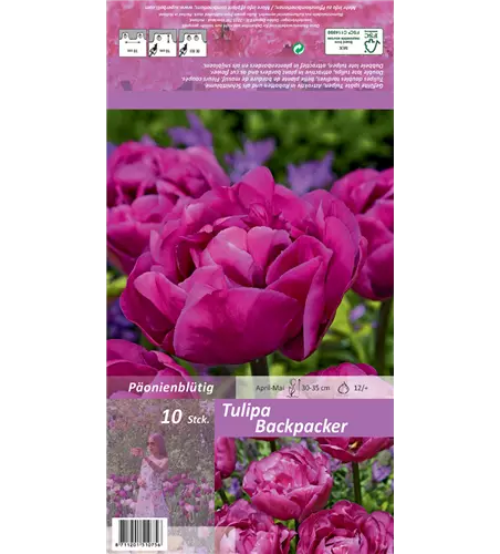 Gefüllte späte Tulpe 'Backpacker'