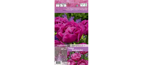 Gefüllte späte Tulpe 'Backpacker'