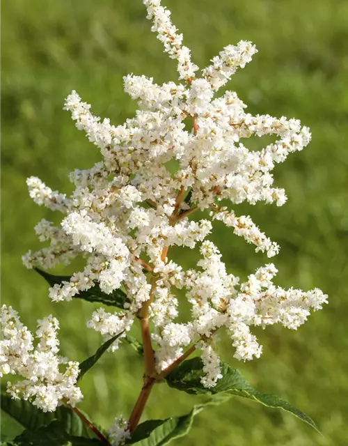 Garten-Prachtspiere 'Deutschland'
