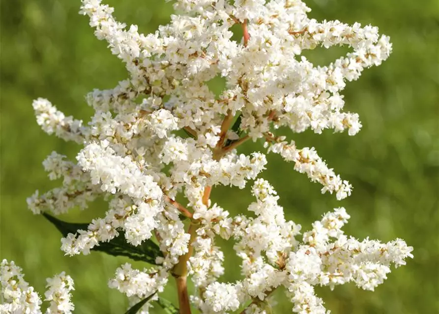 Garten-Prachtspiere 'Deutschland'