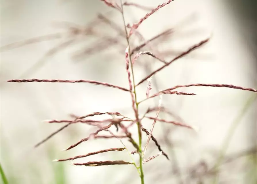 Garten-Chinaschilf