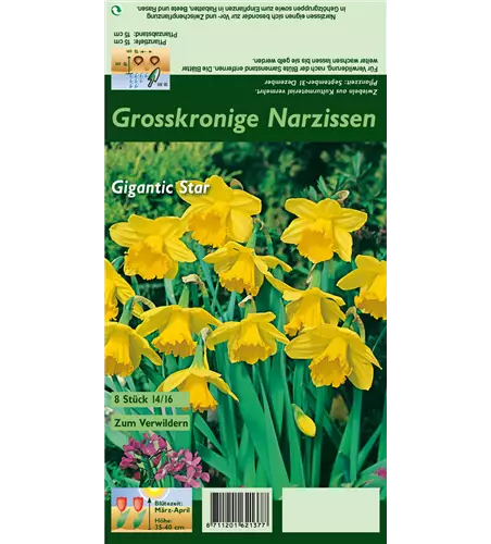 Großkronige Narzisse 'Gigantic Star'