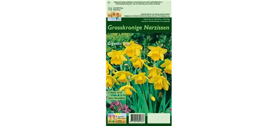 Großkronige Narzisse 'Gigantic Star'