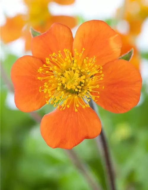 Garten-Nelkenwurz 'Borisii'