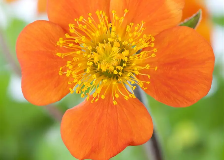 Garten-Nelkenwurz 'Borisii'