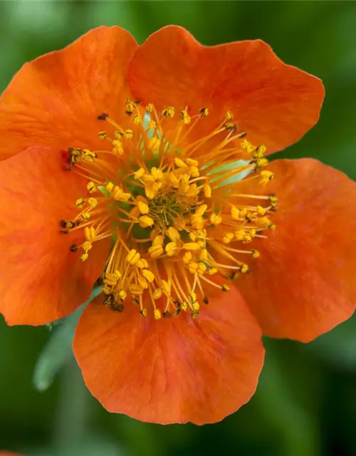 Garten-Nelkenwurz 'Borisii'