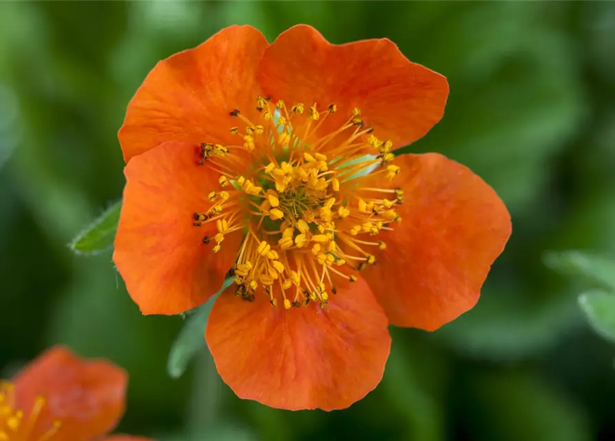 Garten-Nelkenwurz 'Borisii'