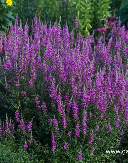 Garten-Blut-Weiderich 'Morden Pink'