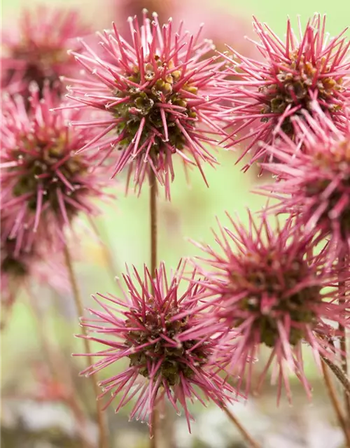 Garten-Stachelnüsschen 'Kupferteppich'