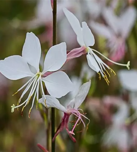 Gaura lindheimerii 'Elurra'
