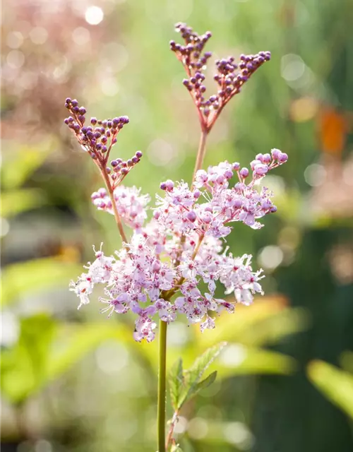 Garten-Mädesüß 'Venusta'