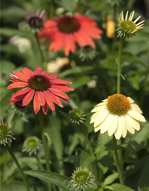 Garten-Scheinsonnenhut 'Cheyenne Spirit'