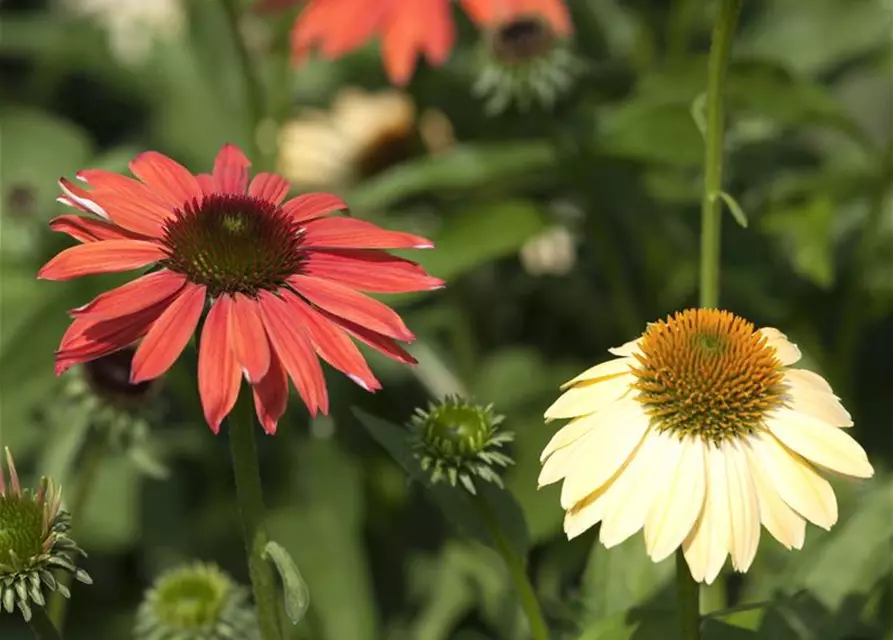 Garten-Scheinsonnenhut 'Cheyenne Spirit'