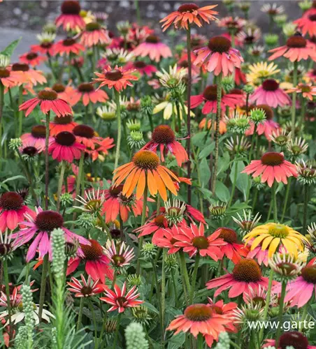 Garten-Scheinsonnenhut 'Cheyenne Spirit'
