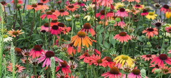 Garten-Scheinsonnenhut 'Cheyenne Spirit'