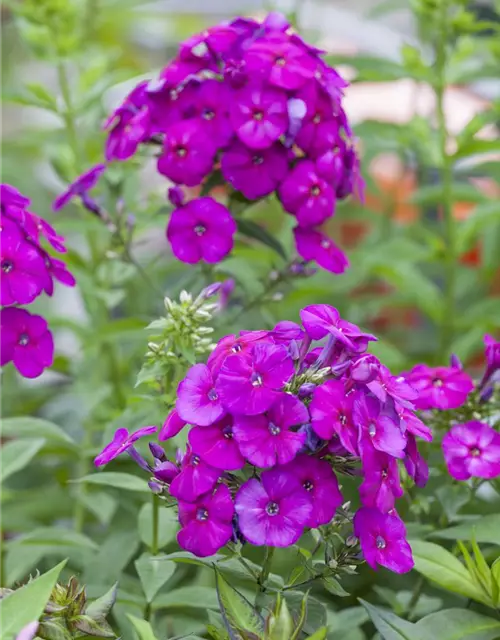 Hohe Garten-Flammenblume 'Purple Flame'®