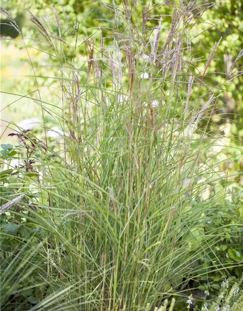 Garten-Chinaschilf 'Kleine Fontäne'
