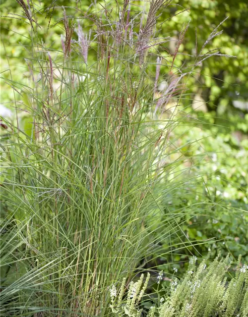 Garten-Chinaschilf 'Kleine Fontäne'
