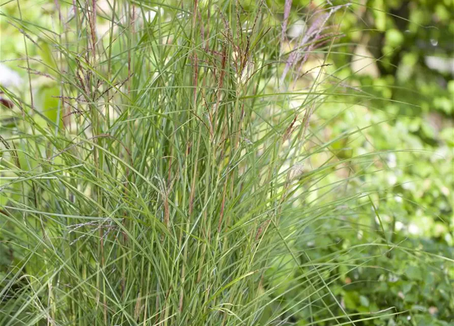 Garten-Chinaschilf 'Kleine Fontäne'