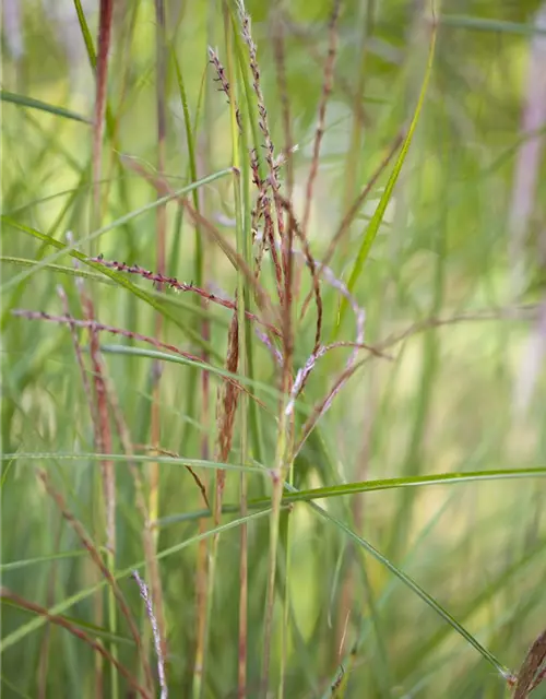 Garten-Chinaschilf 'Kleine Fontäne'