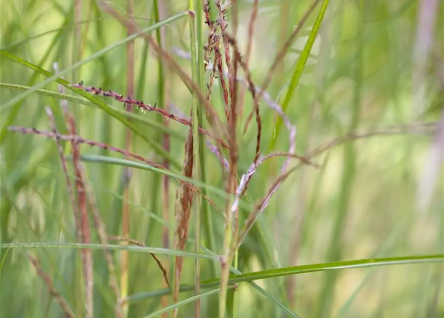 Garten-Chinaschilf 'Kleine Fontäne'