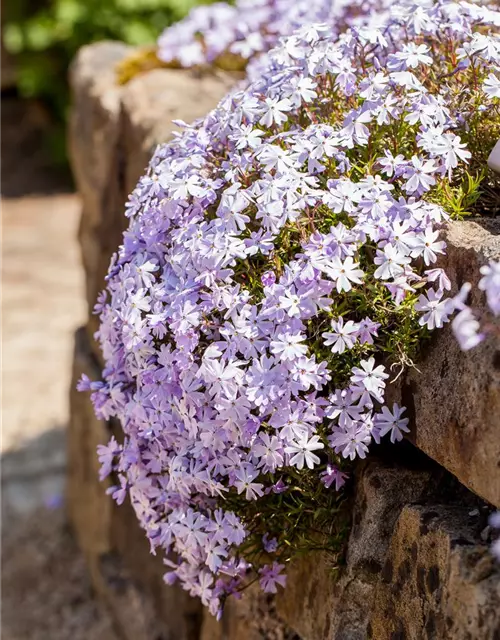 Garten-Teppich-Flammenblume