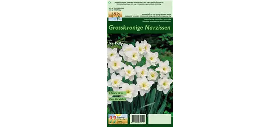 Großkronige Narzisse 'Ice Follies'